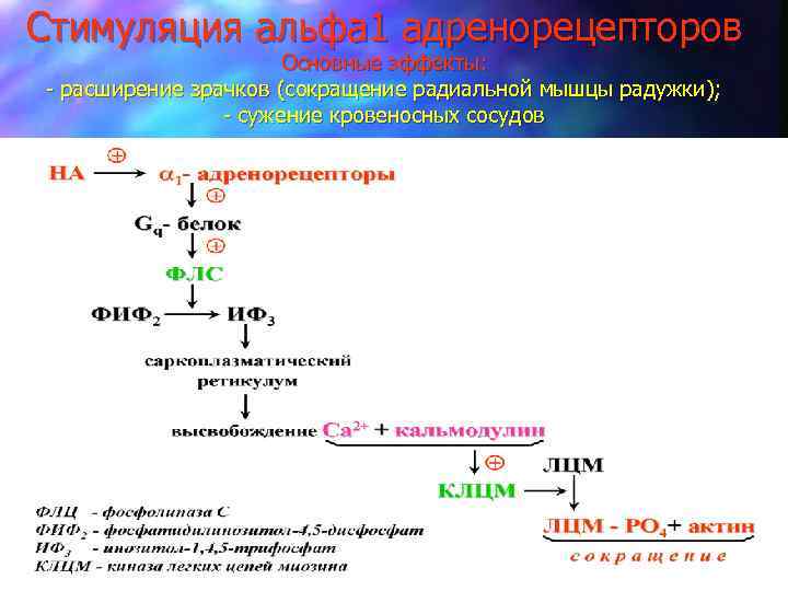 Стимуляция альфа 1 адренорецепторов Основные эффекты: - расширение зрачков (сокращение радиальной мышцы радужки); -