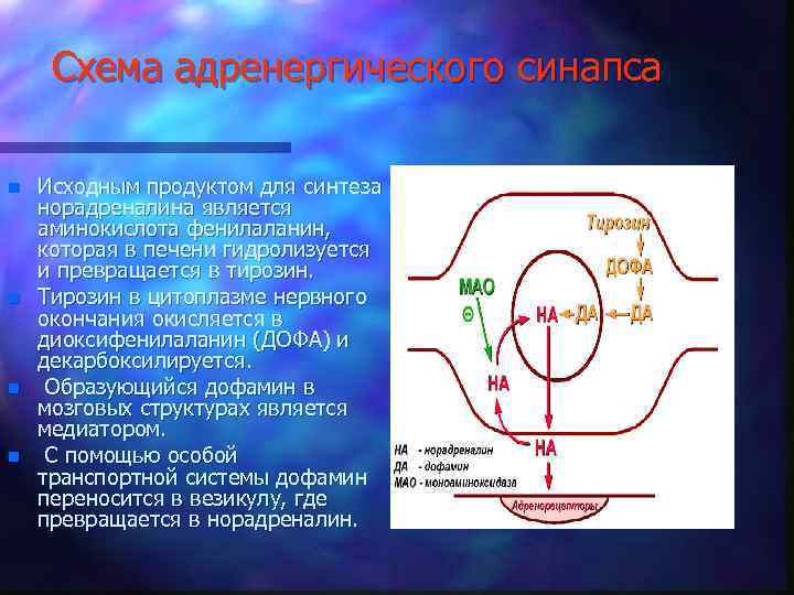 Схема адренергического синапса n n Исходным продуктом для синтеза норадреналина является аминокислота фенилаланин, которая