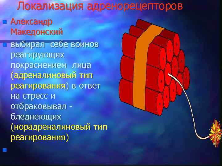 Локализация адренорецепторов n n n Александр Македонский выбирал себе воинов реагирующих покраснением лица (адреналиновый
