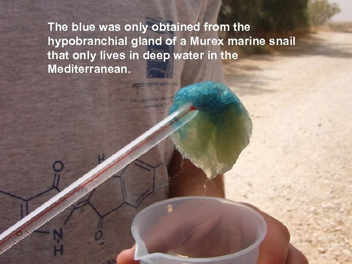 The blue was only obtained from the hypobranchial gland of a Murex marine snail