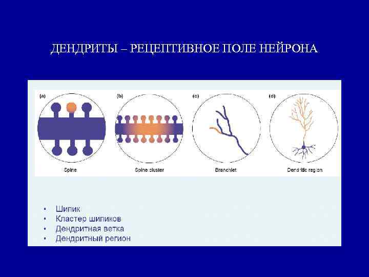 ДЕНДРИТЫ – РЕЦЕПТИВНОЕ ПОЛЕ НЕЙРОНА 