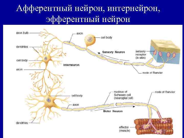 Афферентный нейрон. Эффекторные и афферентные Нейроны. Строение афферентного нейрона. Эфферентный Нейрон строение. Афферентные эфферентные и вставочные Нейроны.