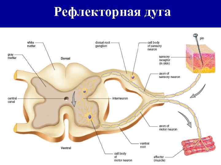 Рефлекторная дуга 