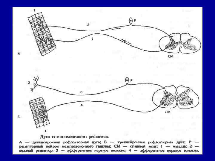 Схема рефлекторной дуги ахиллова рефлекса с обозначениями