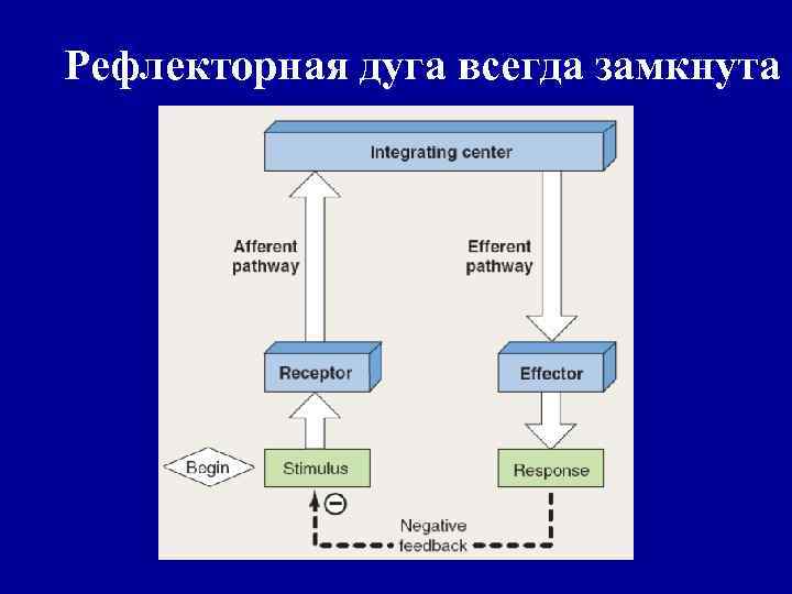 Рефлекторная дуга всегда замкнута 