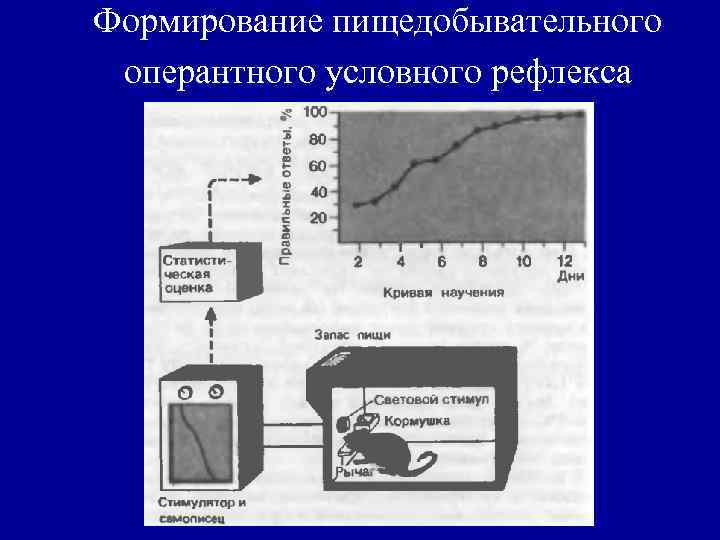 Укажите условный рефлекс человека. Оперантный условный рефлекс. Формирование пищедобывательного поведения физиология. Оперантное формирование условного рефлекса. Формирование пищедобывательного оперантного условного рефлекса.