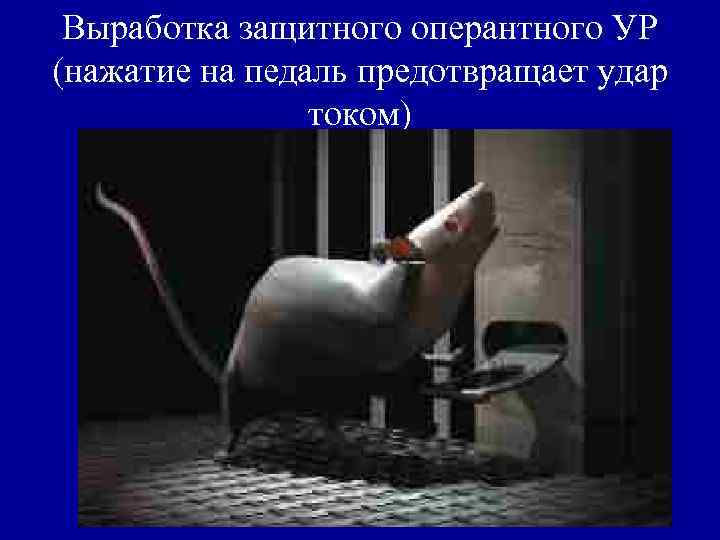 Выработка защитного оперантного УР (нажатие на педаль предотвращает удар током) 