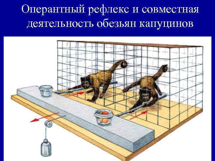 Оперантный рефлекс и совместная деятельность обезьян капуцинов 