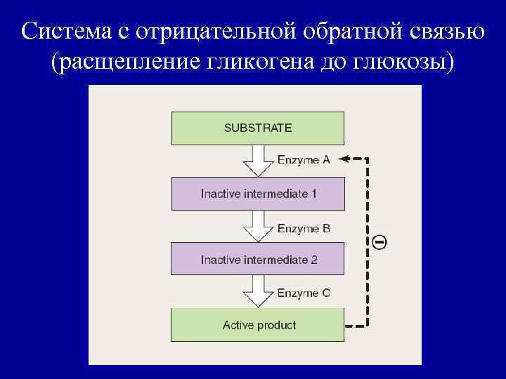 Система с отрицательной обратной связью (расщепление гликогена до глюкозы) 