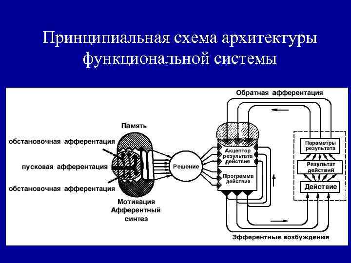 Принципиальная схема архитектуры функциональной системы 