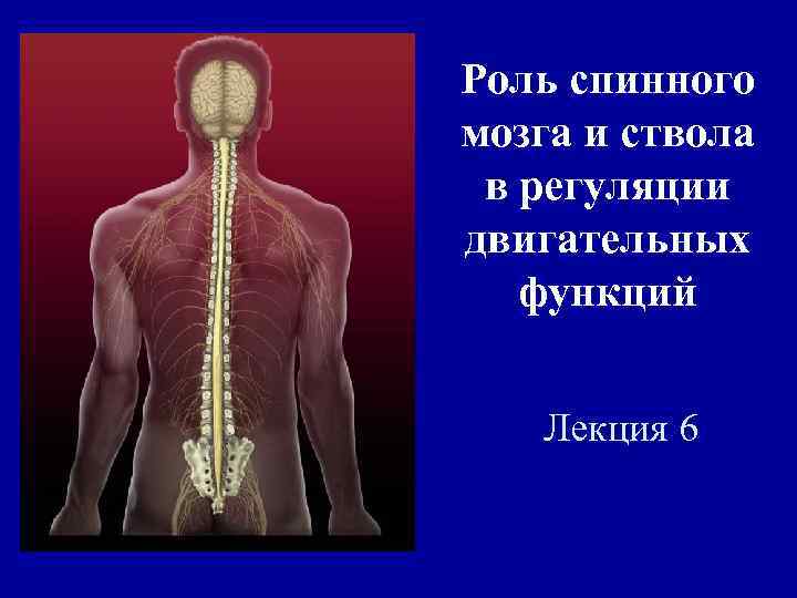 Роль спинного мозга и ствола в регуляции двигательных функций Лекция 6 