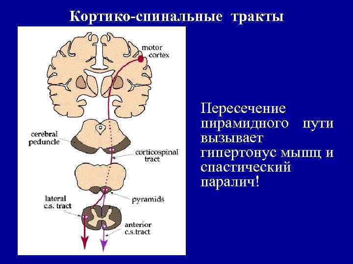 Кортико висцеральная теория