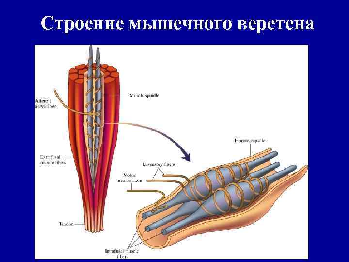 Строение мышечного веретена 