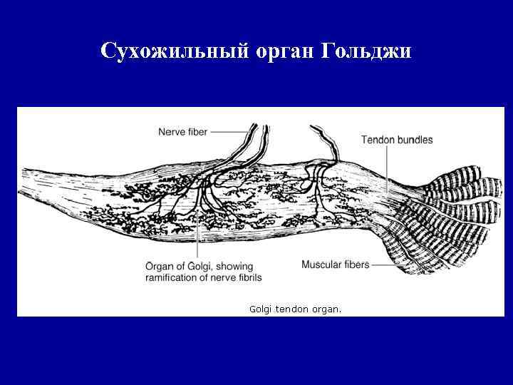 Сухожильный орган Гольджи 