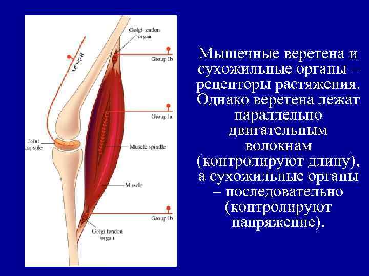 Возбуждение мышцы