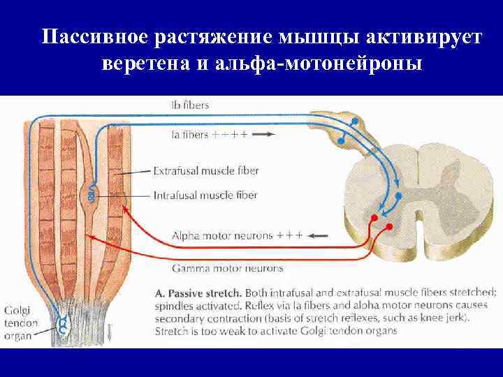 Пассивное растяжение мышцы активирует веретена и альфа-мотонейроны 