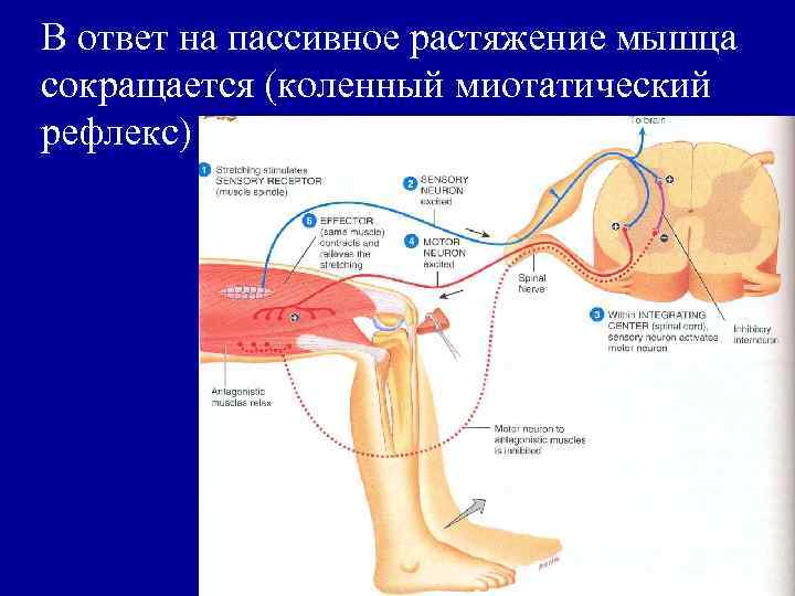 Миотатический рефлекс схема