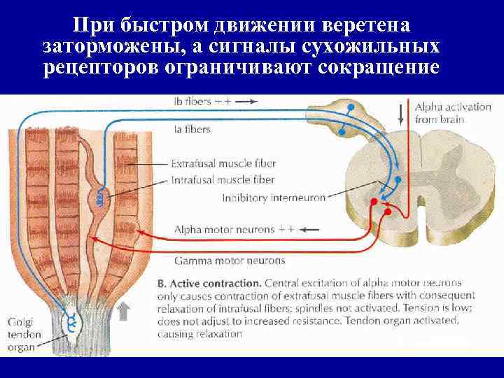 При быстром движении веретена заторможены, а сигналы сухожильных рецепторов ограничивают сокращение 