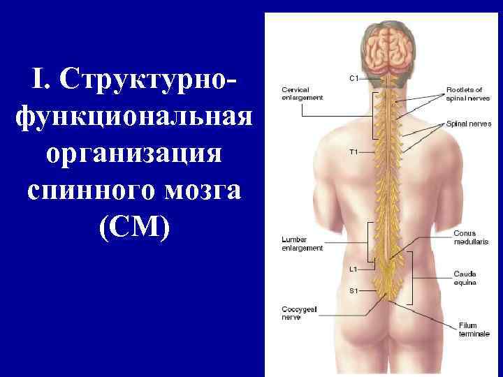 I. Структурнофункциональная организация спинного мозга (СМ) 