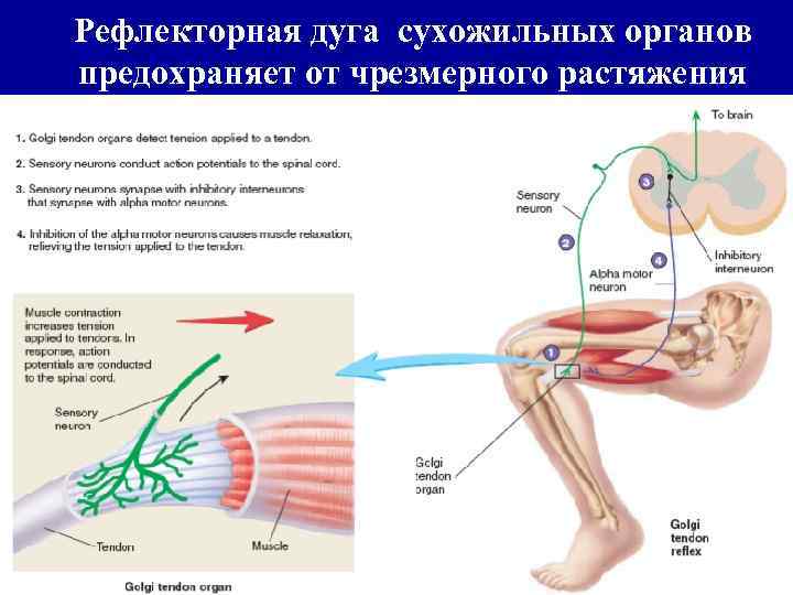 Рефлекторная дуга сухожильных органов предохраняет от чрезмерного растяжения 