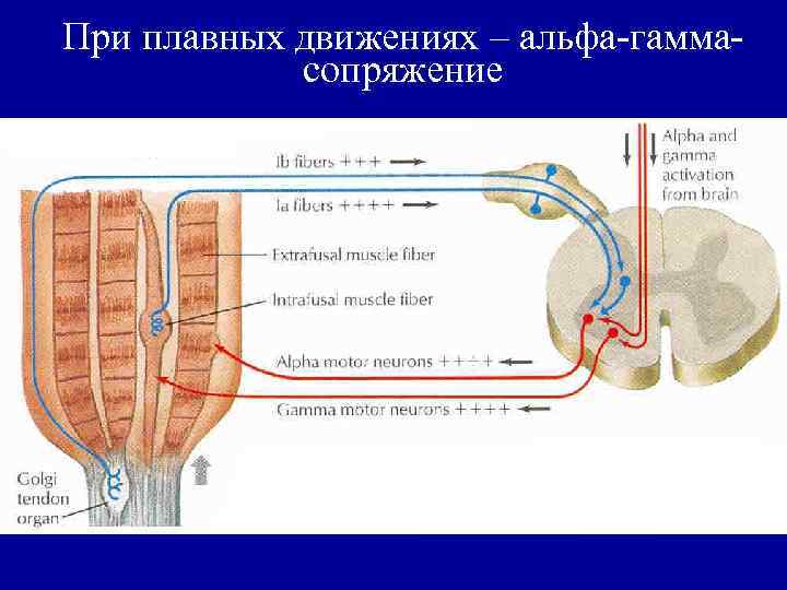При плавных движениях – альфа-гаммасопряжение 
