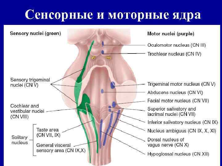 Сенсорные и моторные ядра 