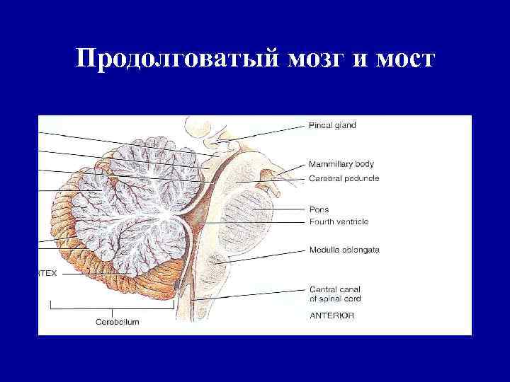 Продолговатый мозг и мост 