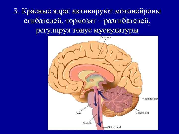 3. Красные ядра: активируют мотонейроны сгибателей, тормозят – разгибателей, регулируя тонус мускулатуры 