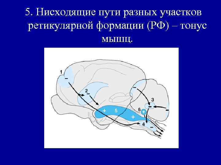5. Нисходящие пути разных участков ретикулярной формации (РФ) – тонус мышц. 
