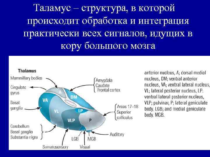Таламус – структура, в которой происходит обработка и интеграция практически всех сигналов, идущих в