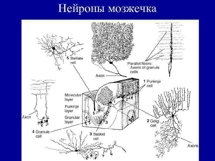 Нейроны мозжечка 