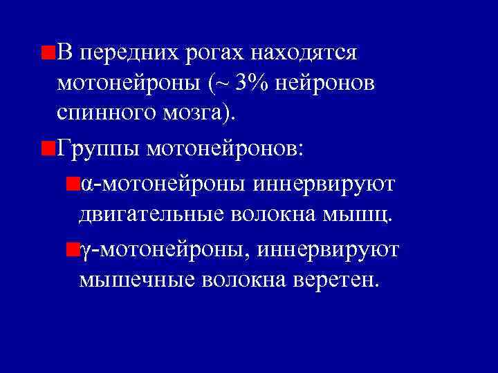 В передних рогах находятся мотонейроны (~ 3% нейронов спинного мозга). Группы мотонейронов: α-мотонейроны иннервируют