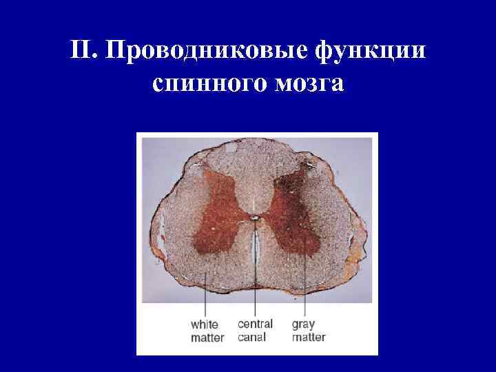 II. Проводниковые функции спинного мозга 