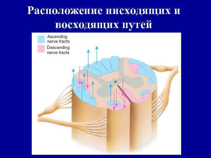 Расположение нисходящих и восходящих путей 