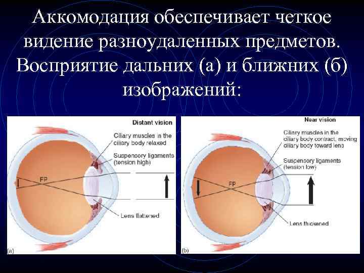 Аккомодация обеспечивает четкое видение разноудаленных предметов. Восприятие дальних (а) и ближних (б) изображений: 