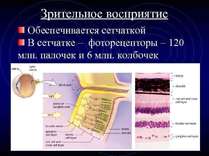 Зрительное восприятие Обеспечивается сетчаткой В сетчатке – фоторецепторы – 120 млн. палочек и 6