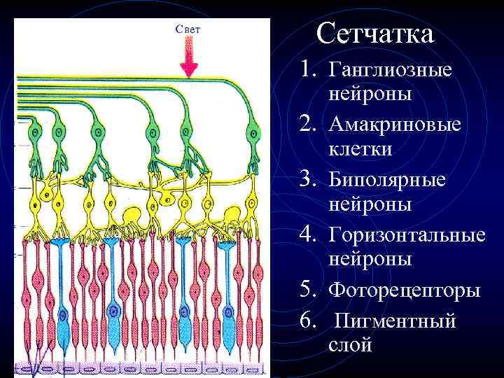 Сетчатка 1. Ганглиозные 2. 3. 4. 5. 6. нейроны Амакриновые клетки Биполярные нейроны Горизонтальные