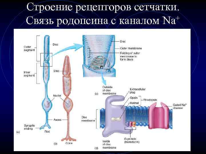 Строение рецепторов сетчатки. Связь родопсина с каналом Na+ 