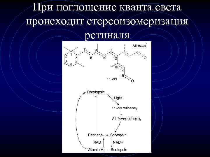 При поглощение кванта света происходит стереоизомеризация ретиналя 