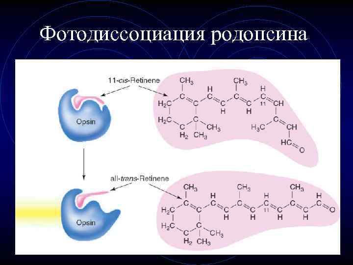 Фотодиссоциация родопсина 