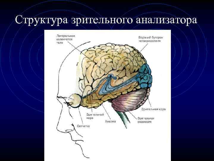 Слуховой и вестибулярный анализаторы 8 класс презентация