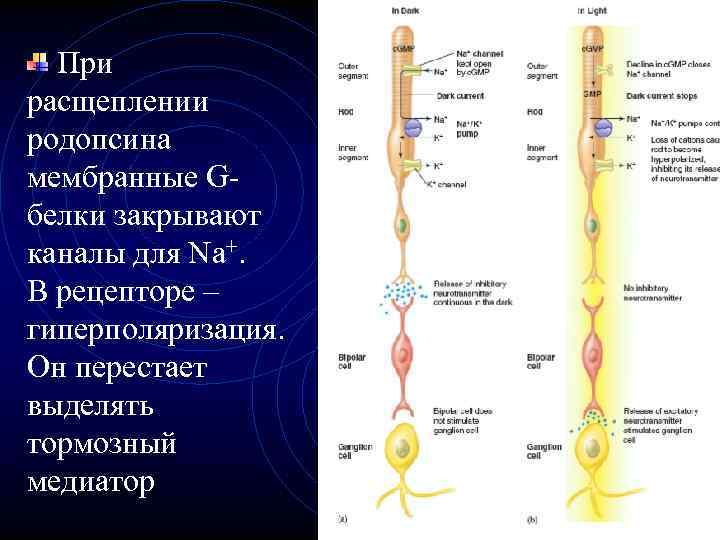 При расщеплении родопсина мембранные Gбелки закрывают каналы для Na+. В рецепторе – гиперполяризация. Он