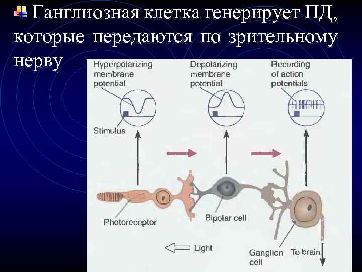 Ганглиозная клетка генерирует ПД, которые передаются по зрительному нерву 