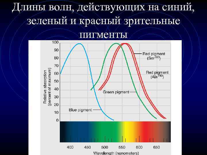 Длины волн, действующих на синий, зеленый и красный зрительные пигменты 