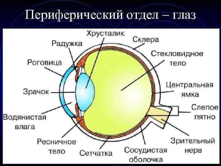 Периферический отдел – глаз 