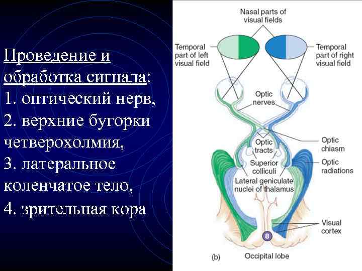 Проведение и обработка сигнала: 1. оптический нерв, 2. верхние бугорки четверохолмия, 3. латеральное коленчатое