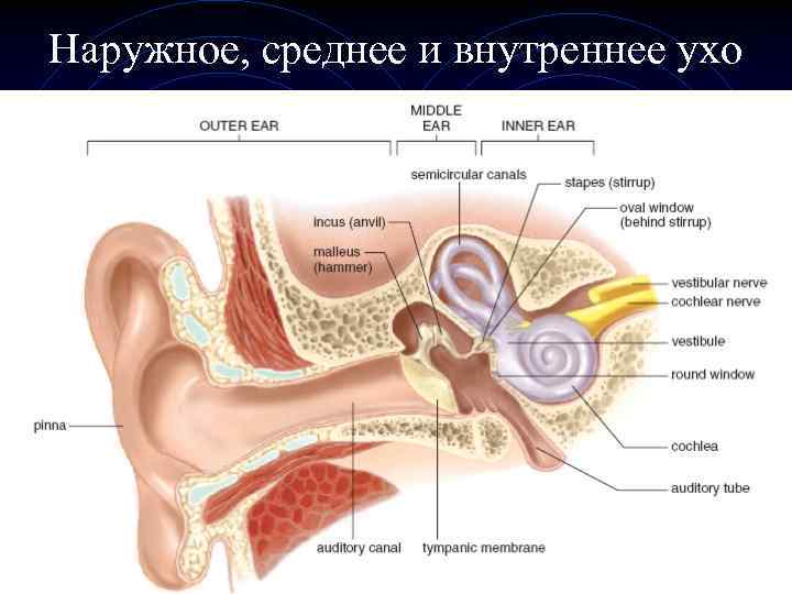 Наружное, среднее и внутреннее ухо 