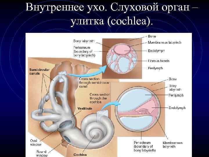 Внутреннее ухо. Слуховой орган – улитка (cochlea). 