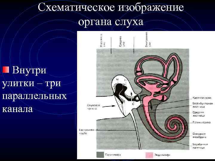 Схематическое изображение органа слуха Внутри улитки – три параллельных канала 