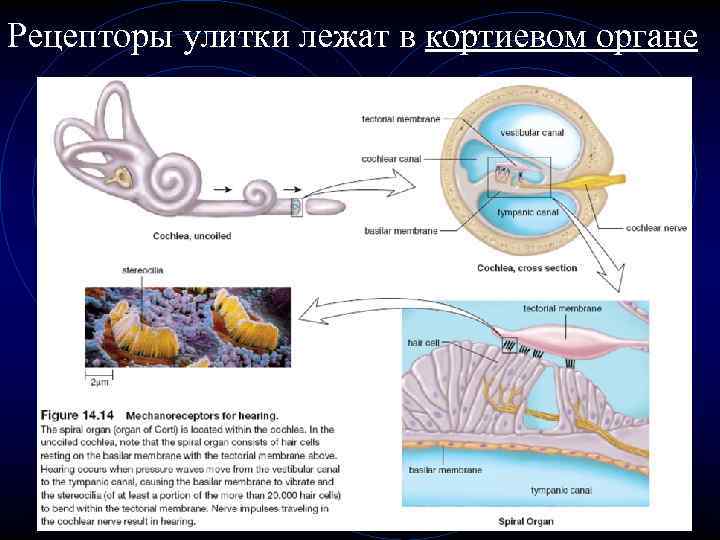 Слуховой и вестибулярный анализатор презентация